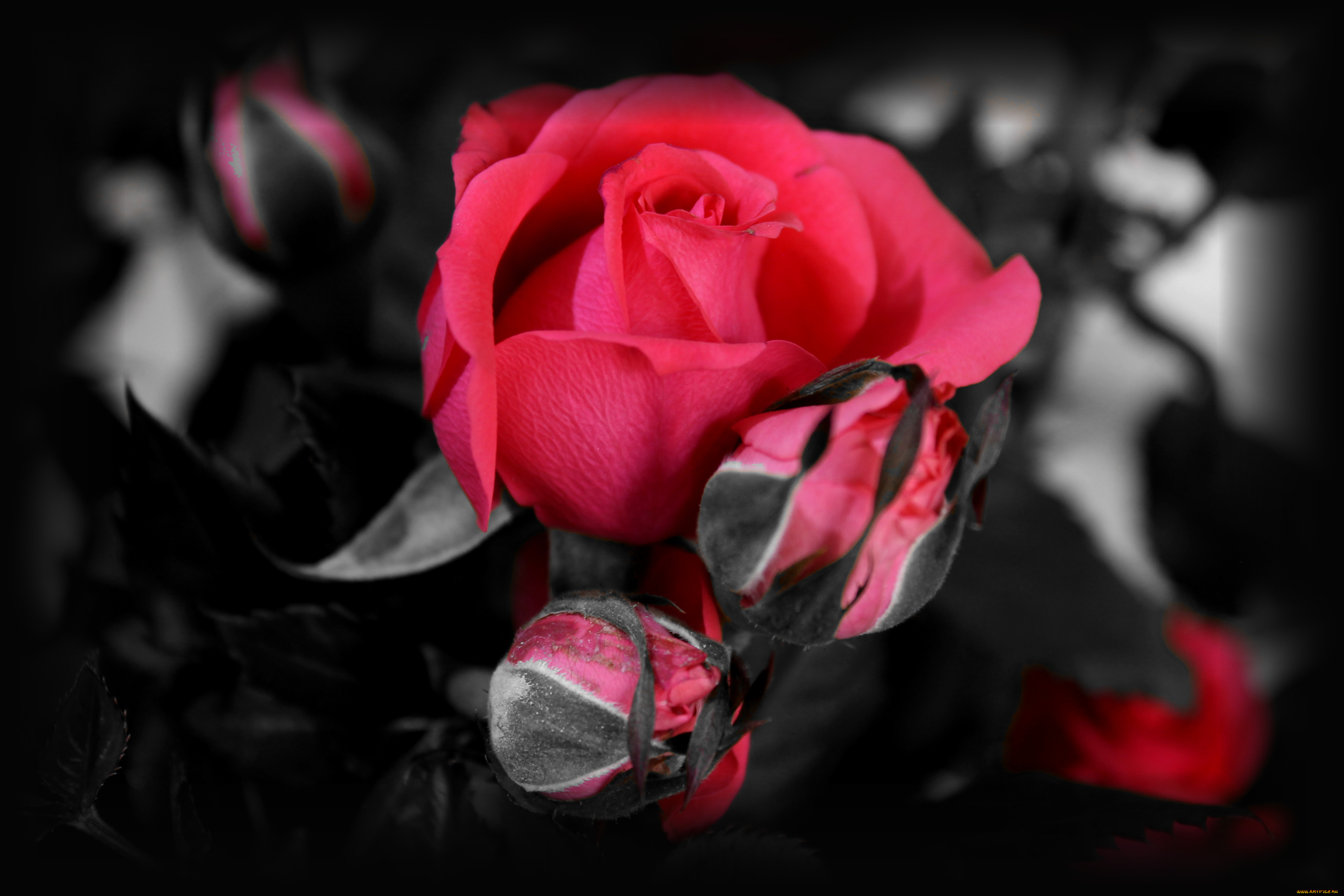 , , , blossoms, , , leaves, petals, bud, rose, , 